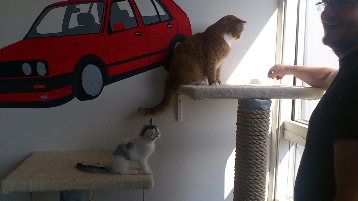 Huskat Jytte billede 6