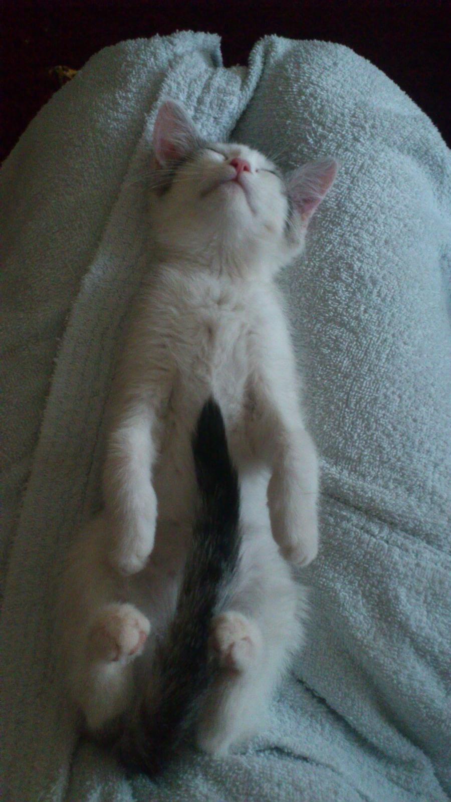 Huskat Jytte billede 8