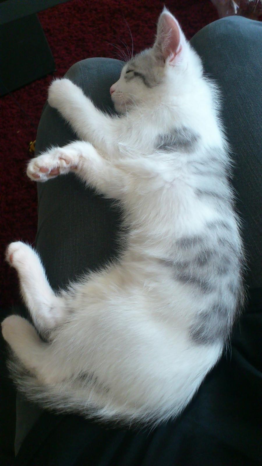 Huskat Jytte billede 9