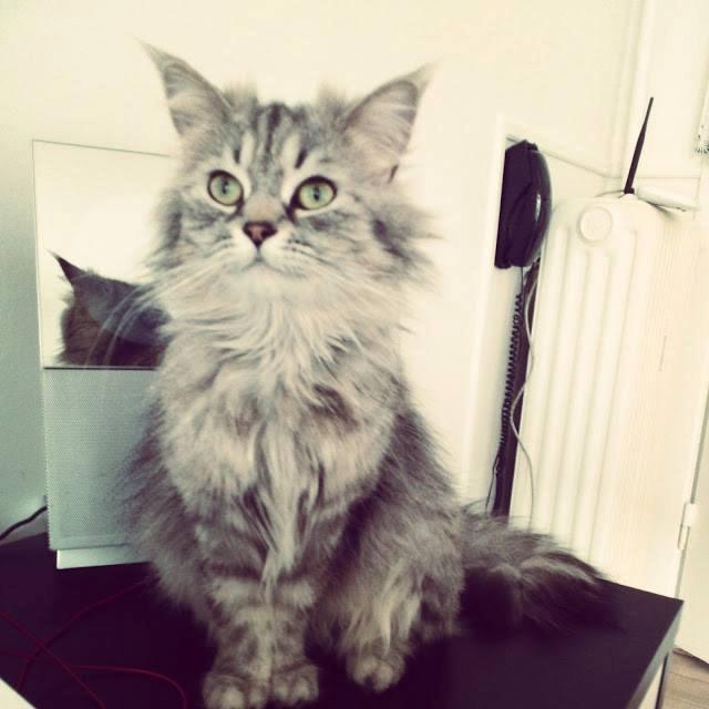 Blanding af racer Gucci - Når hun ikke får sin vilke, kommer de bebrejdende udtryk frem... billede 6