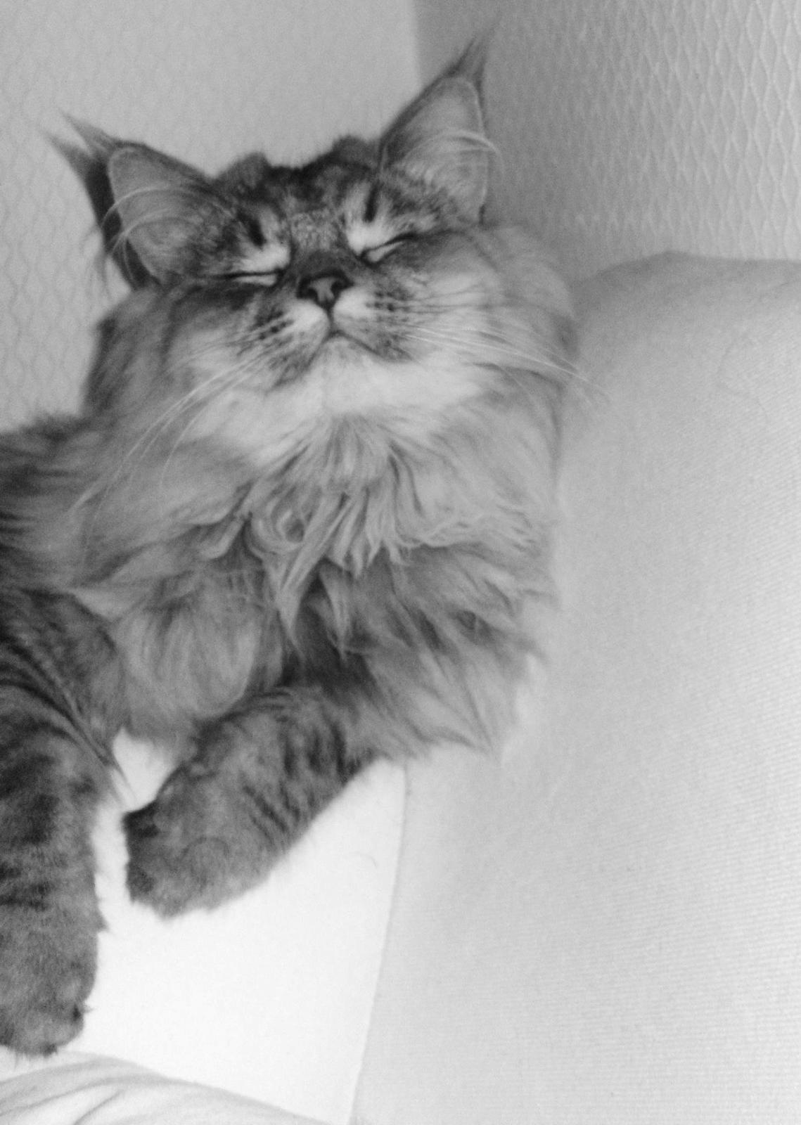 Blanding af racer Gucci - Gucci-smilet :)  billede 8