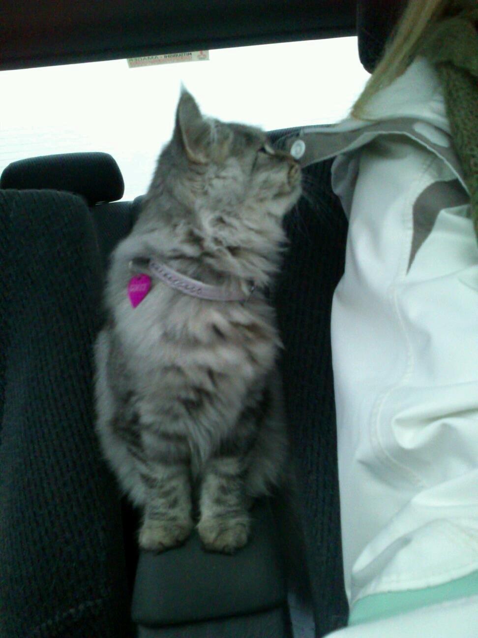 Blanding af racer Gucci - Den levende GPS :D  billede 10