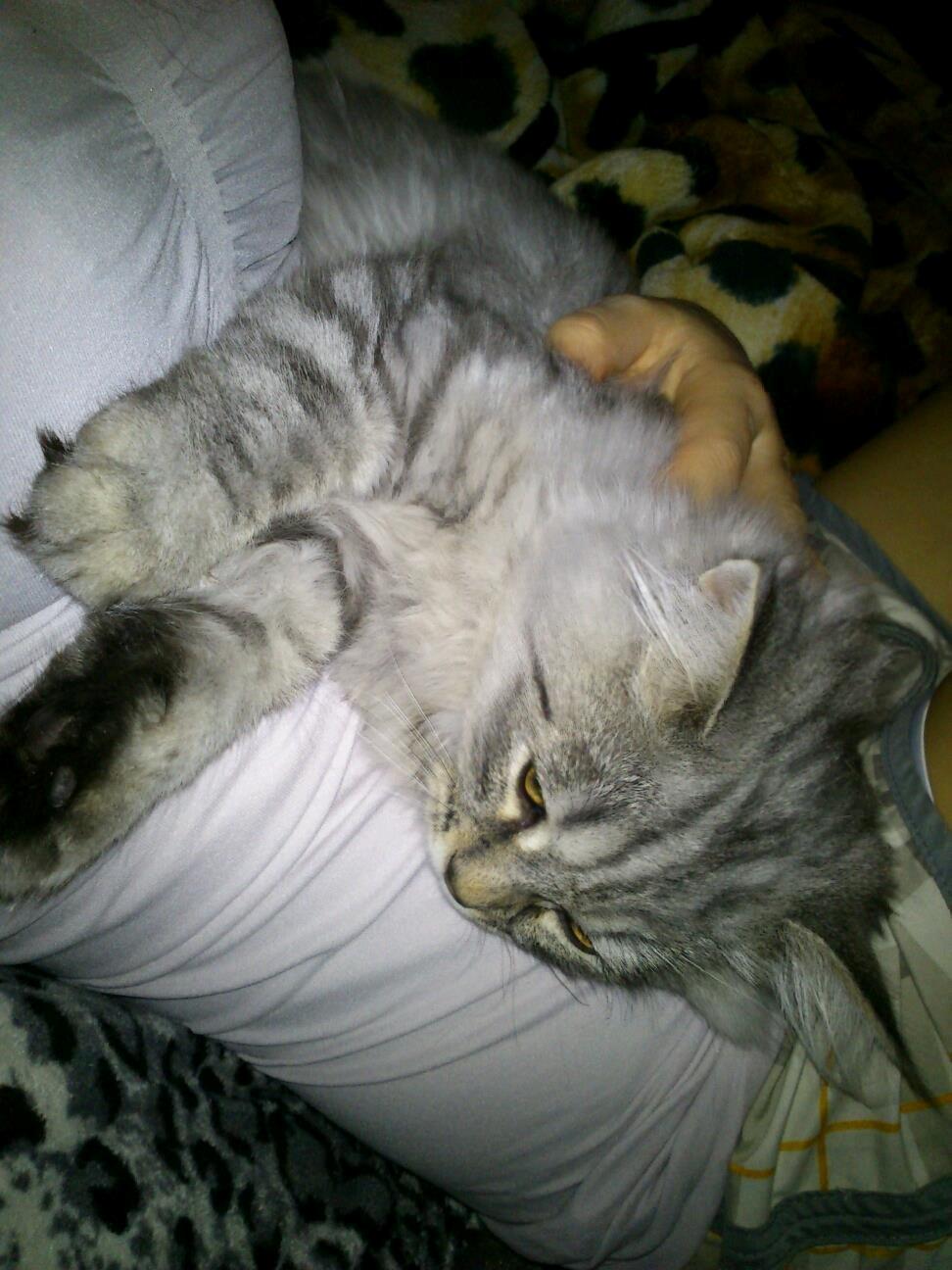 Blanding af racer Gucci - Ren afslapning...  billede 11