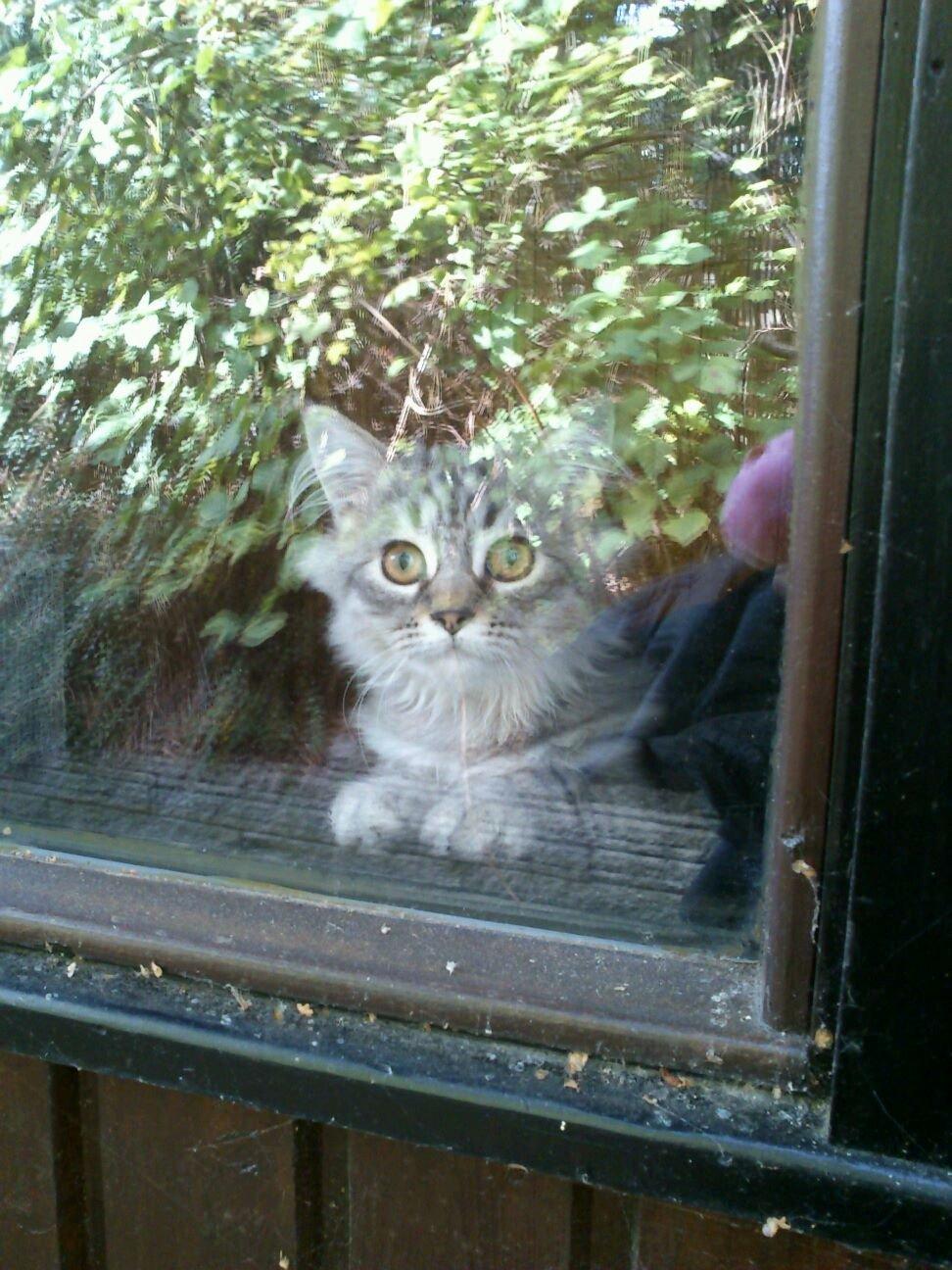 Blanding af racer Gucci - Når vi går fra hende...  billede 12