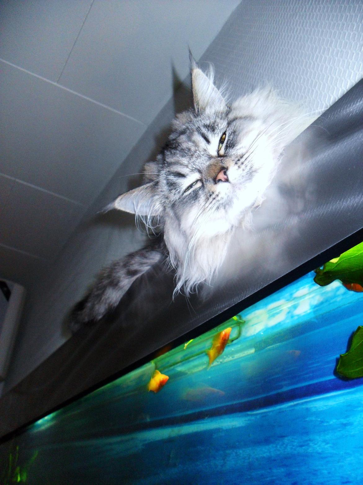 Blanding af racer Gucci - Fisk :D billede 13