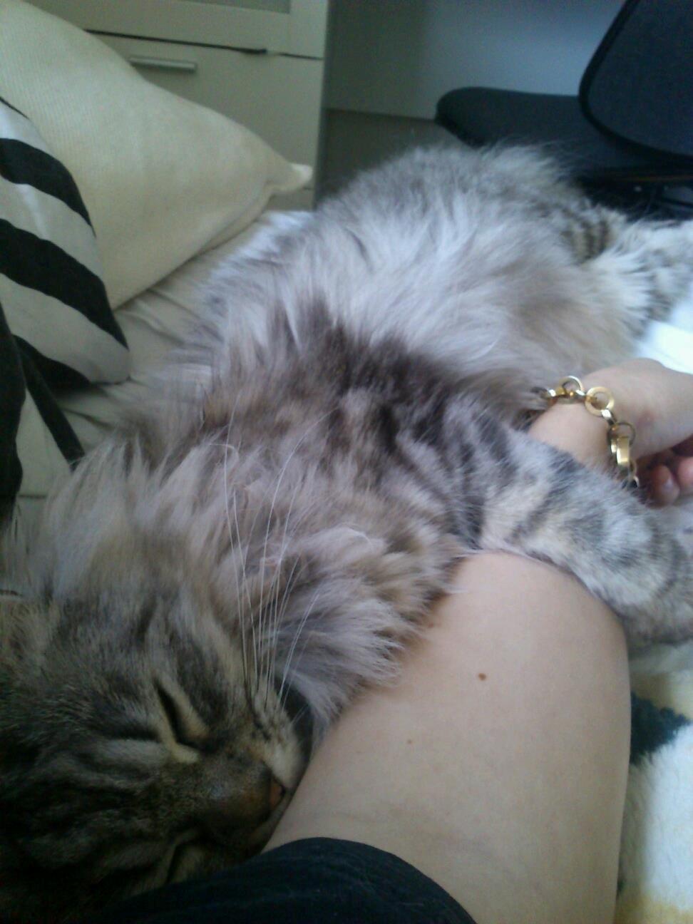 Blanding af racer Gucci - Hygge:)  billede 14