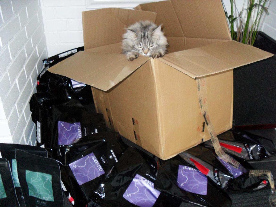 Blanding af racer Gucci - Foder for 1000kr som hun vandt i en konkurrence :)  billede 15