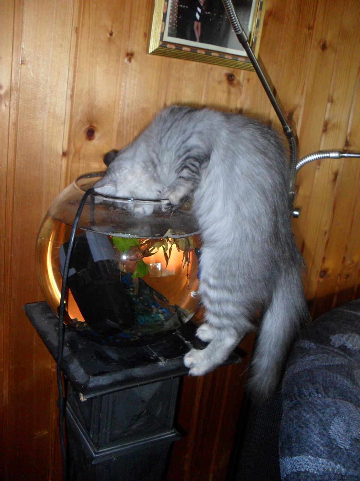 Blanding af racer Gucci - Når fisken ikke kan komme op at lege, må hun jo komme ned til den...  billede 16