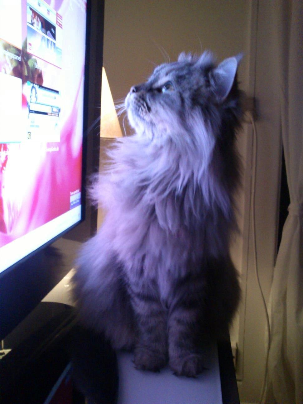 Blanding af racer Gucci - Tv:D  billede 18