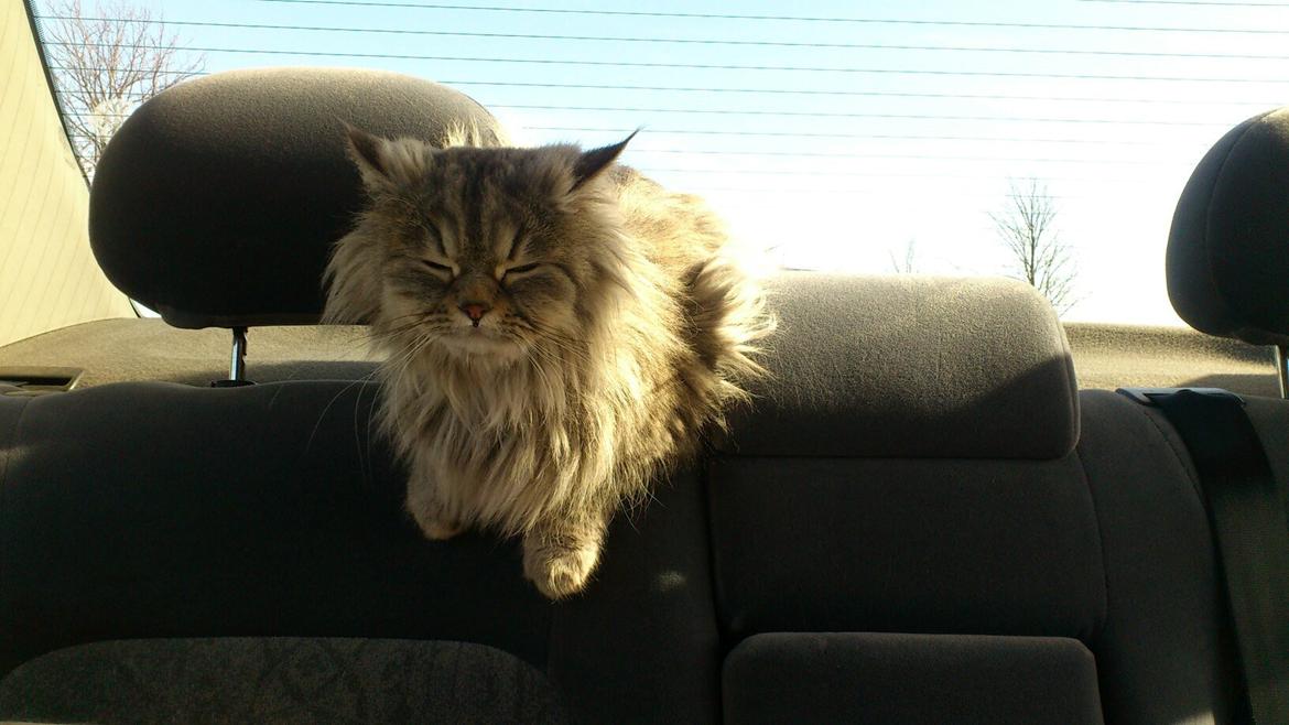 Blanding af racer Gucci - Andet yndlingssted i bilen:)  billede 19