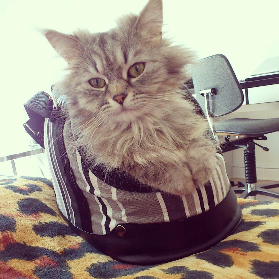 Blanding af racer Gucci - Hendes trygge taske:)  billede 9