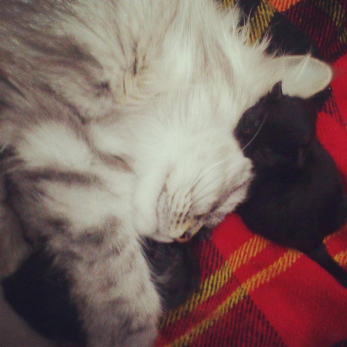 Blanding af racer Gucci - Hendes små killinger:)  billede 23