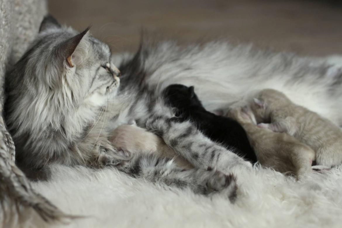 Blanding af racer Gucci - Killinger <3  billede 24