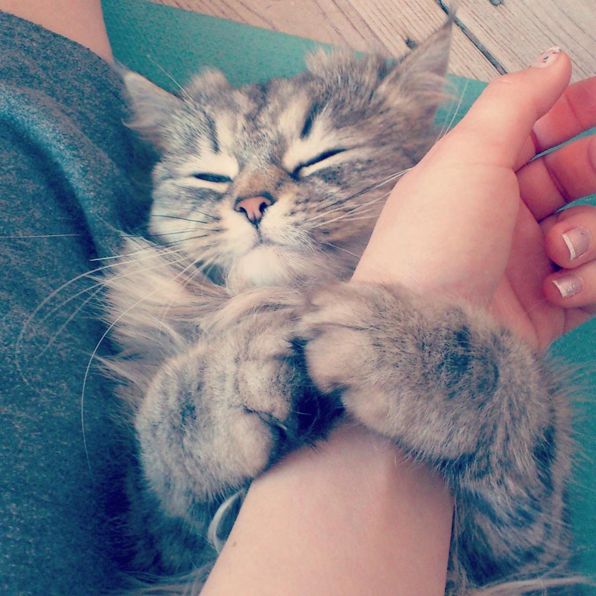 Blanding af racer Gucci - Når jeg egentlig er igang med morgentræningen, og lillepigen vil kæles...  billede 25