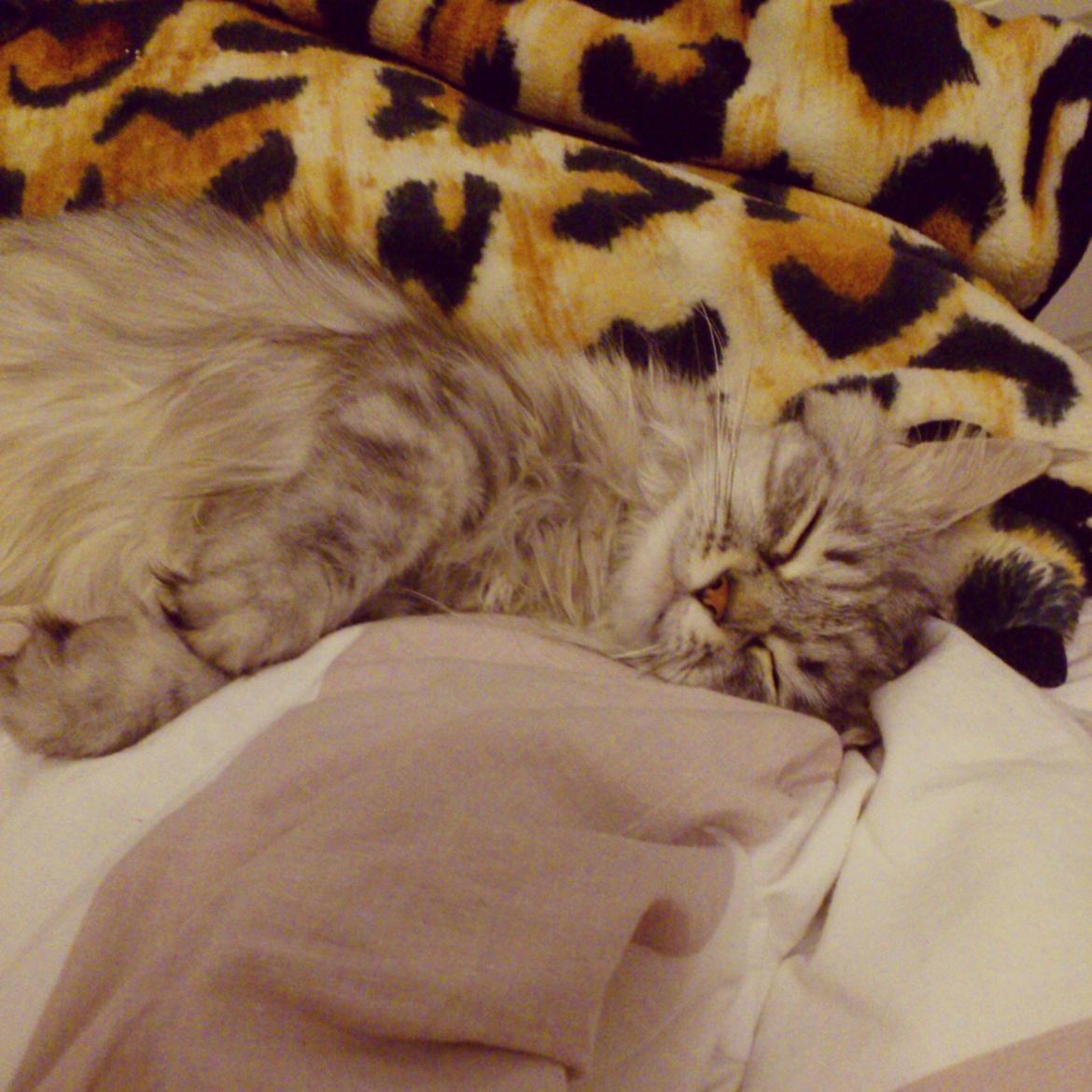 Blanding af racer Gucci - Hygger <3  billede 26