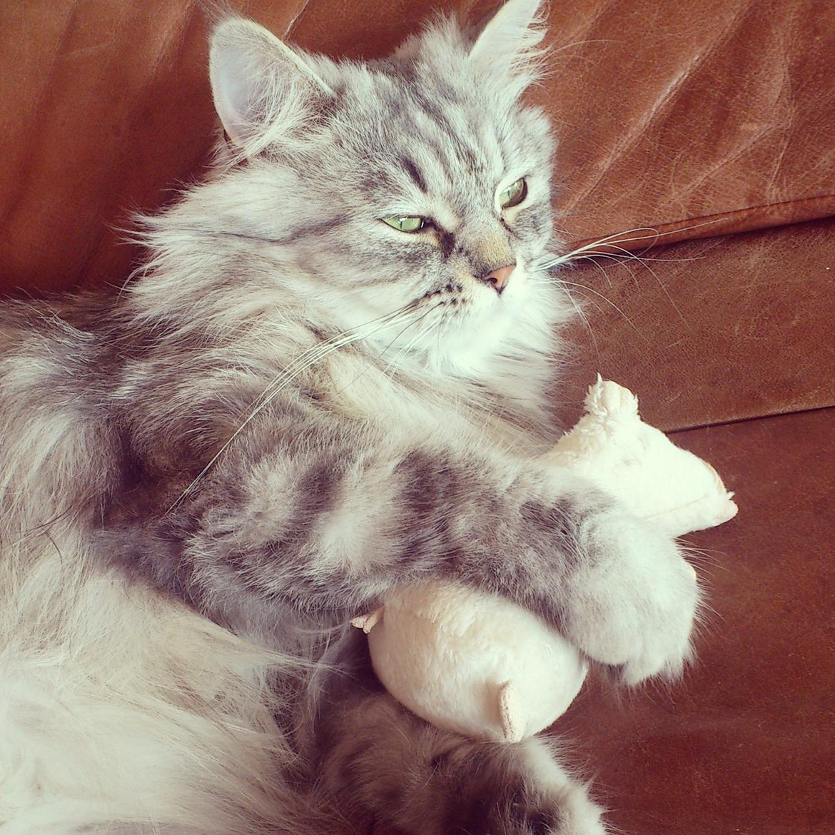 Blanding af racer Gucci - Et par dage før hun fødte <3 billede 27