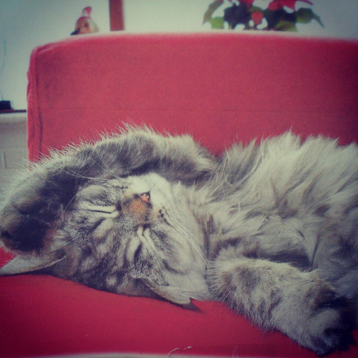 Blanding af racer Gucci - Luxusdyr :D  billede 28