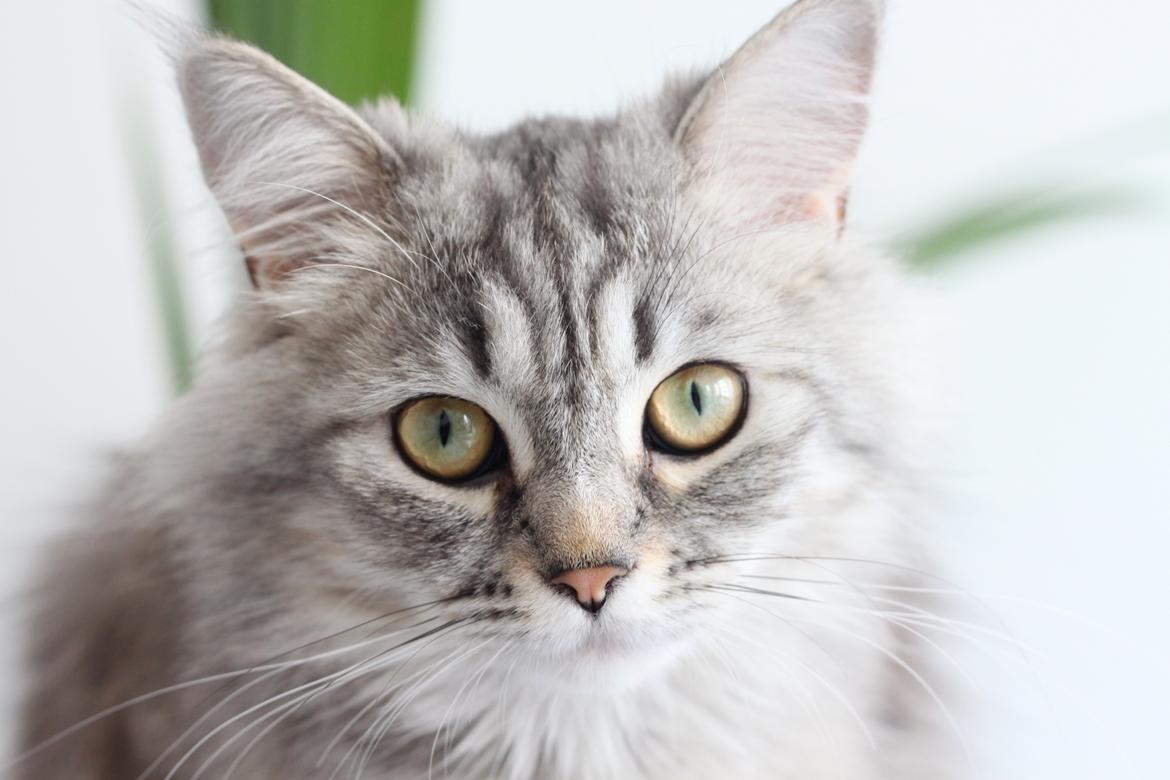 Blanding af racer Gucci - <3  billede 21