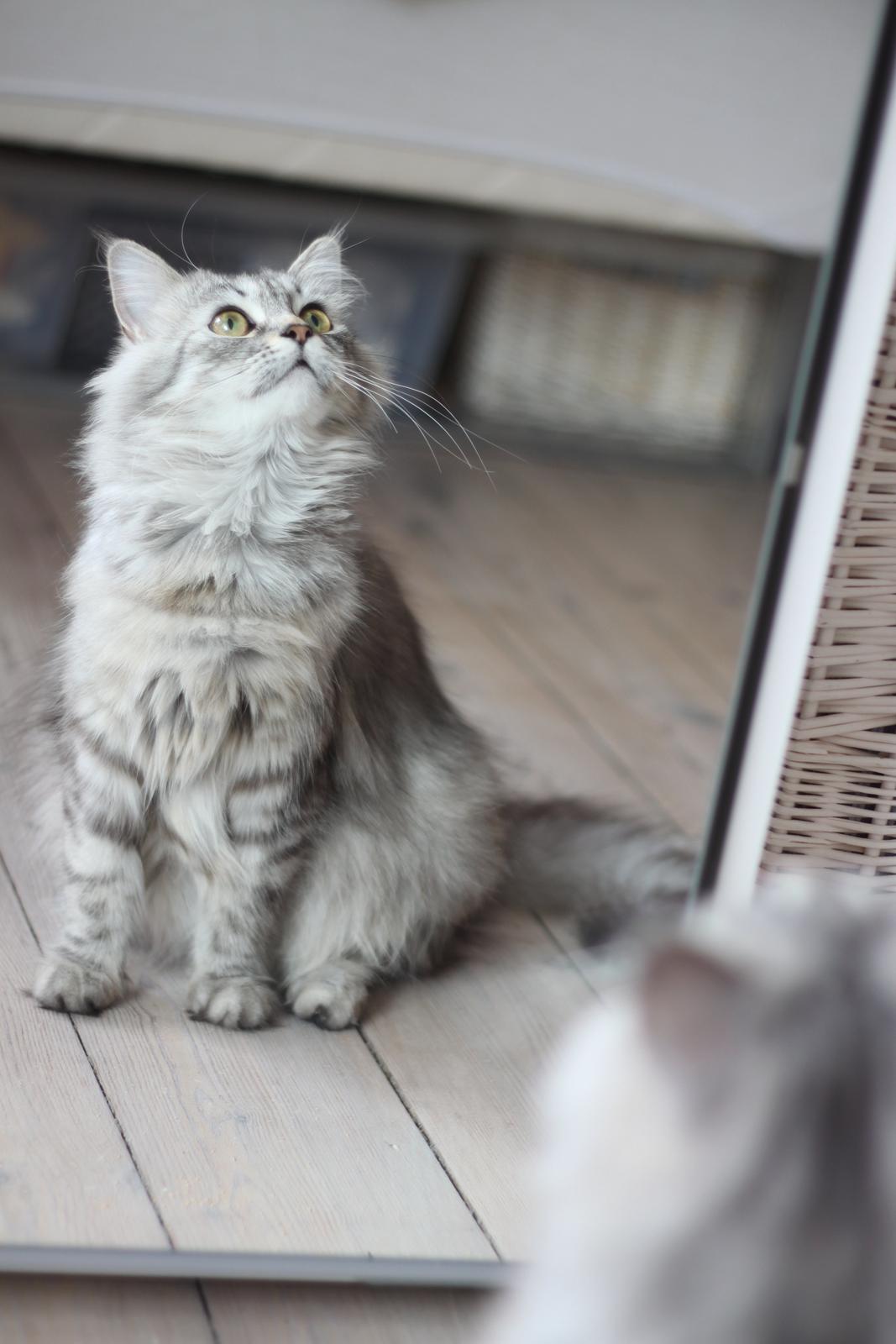 Blanding af racer Gucci - Fine pige :)  billede 4