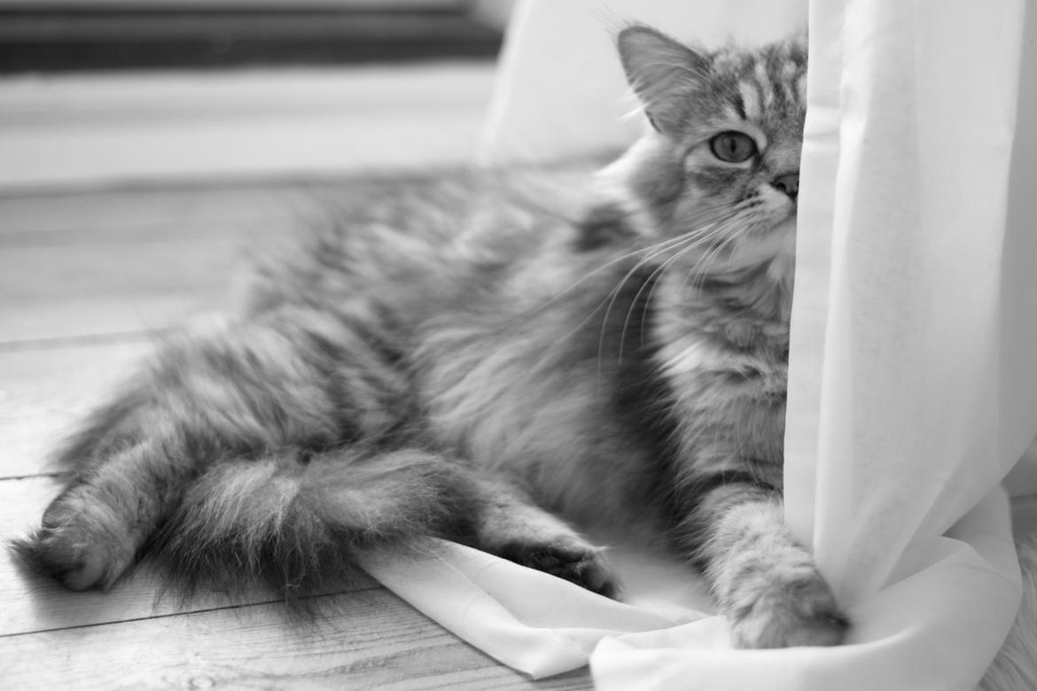 Blanding af racer Gucci - Så fotogen :)  billede 5