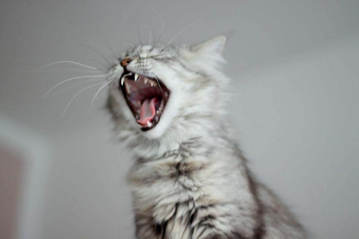 Blanding af racer Gucci - MJAW!  billede 3