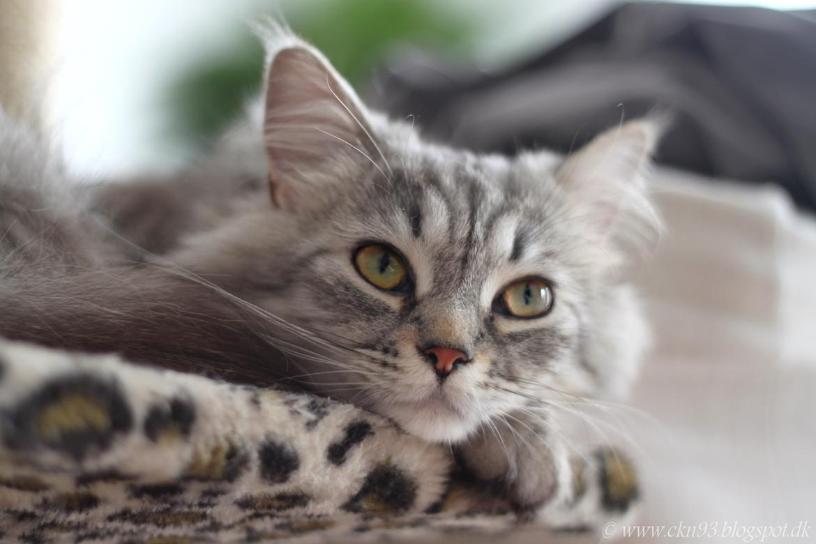 Blanding af racer Gucci - Venter killinger (til salg efterår 2013) billede 2