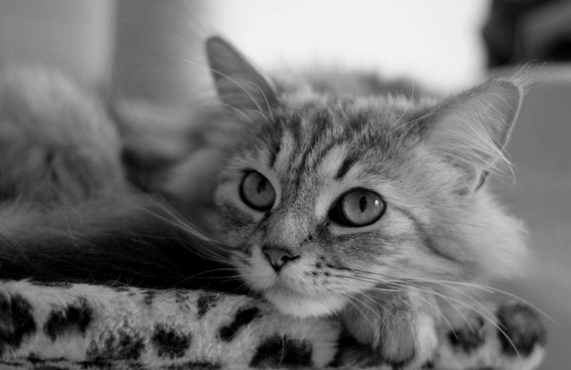 Blanding af racer Gucci - Venter killinger (til salg efterår 2013) :)  billede 1