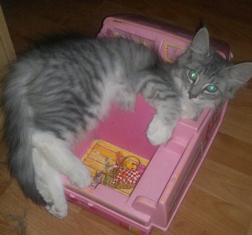 Norsk Skovkat Høgerstedets Blue Fairy Boy billede 1