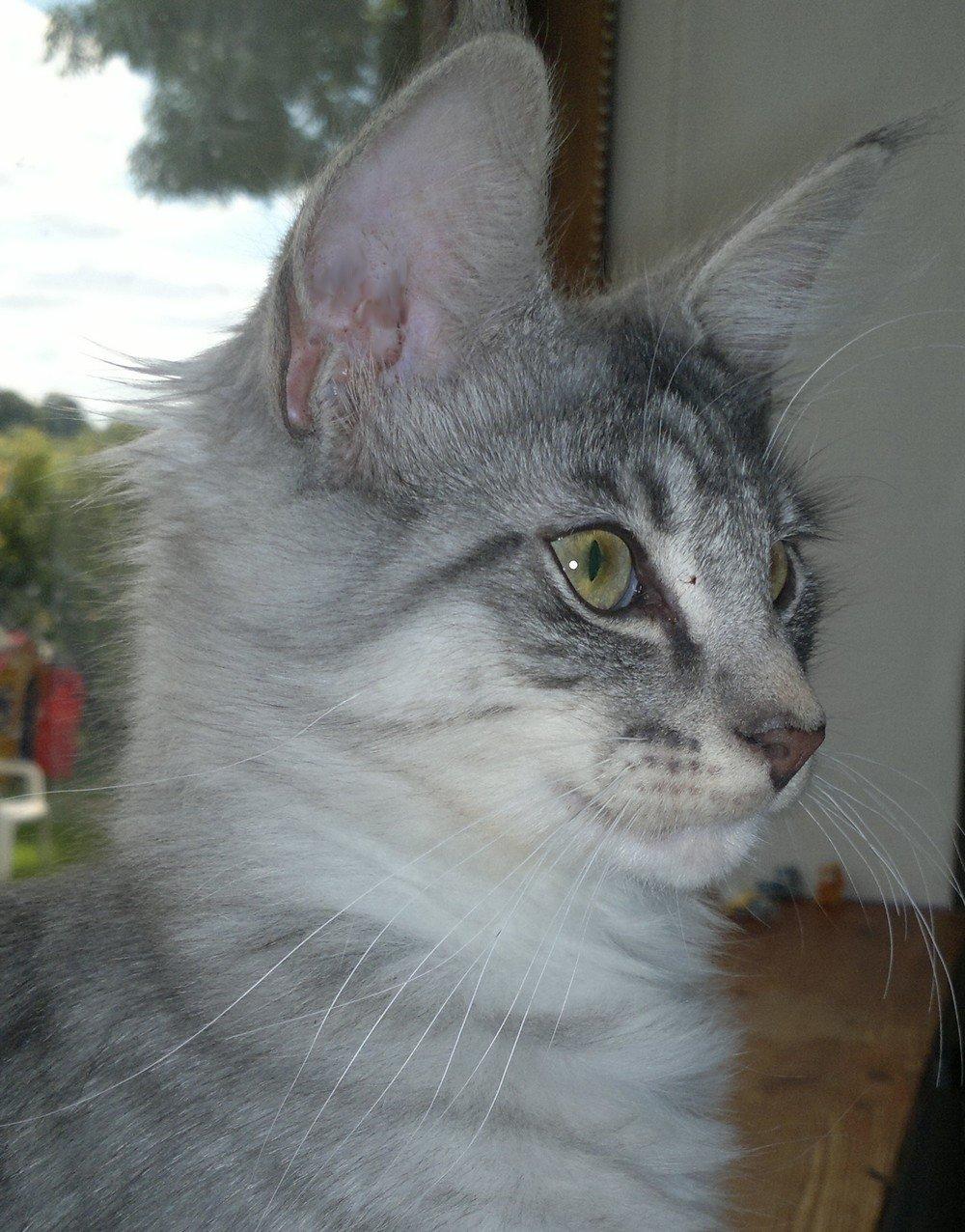 Norsk Skovkat Høgerstedets Blue Fairy Boy billede 2