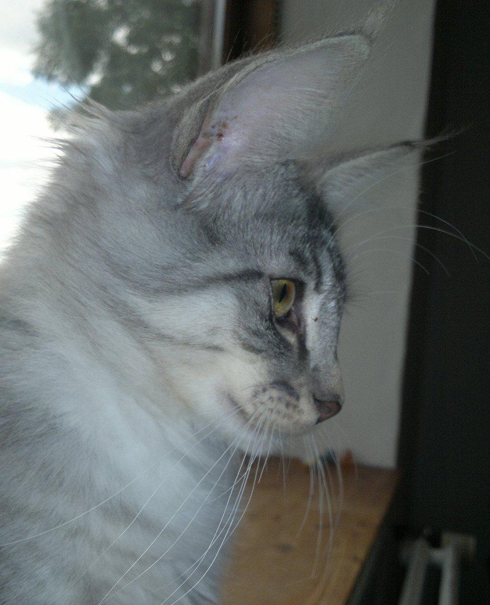 Norsk Skovkat Høgerstedets Blue Fairy Boy billede 3