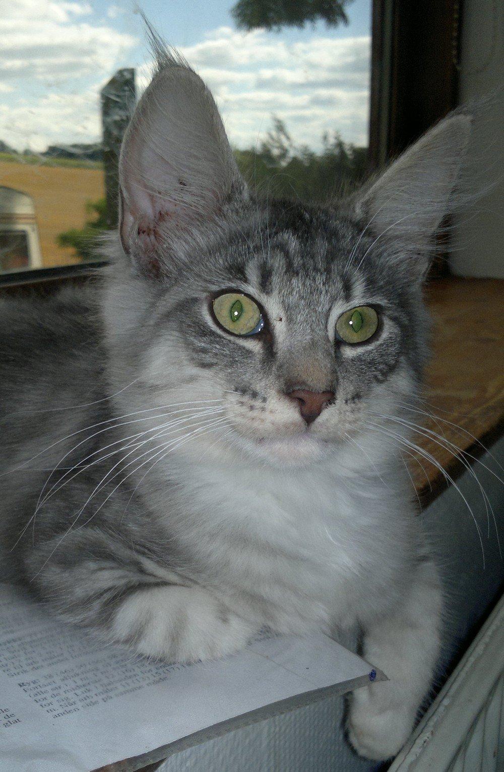 Norsk Skovkat Høgerstedets Blue Fairy Boy billede 4