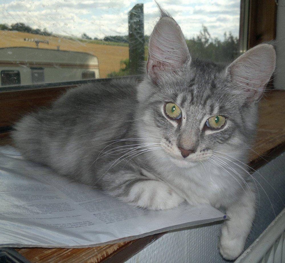 Norsk Skovkat Høgerstedets Blue Fairy Boy billede 5