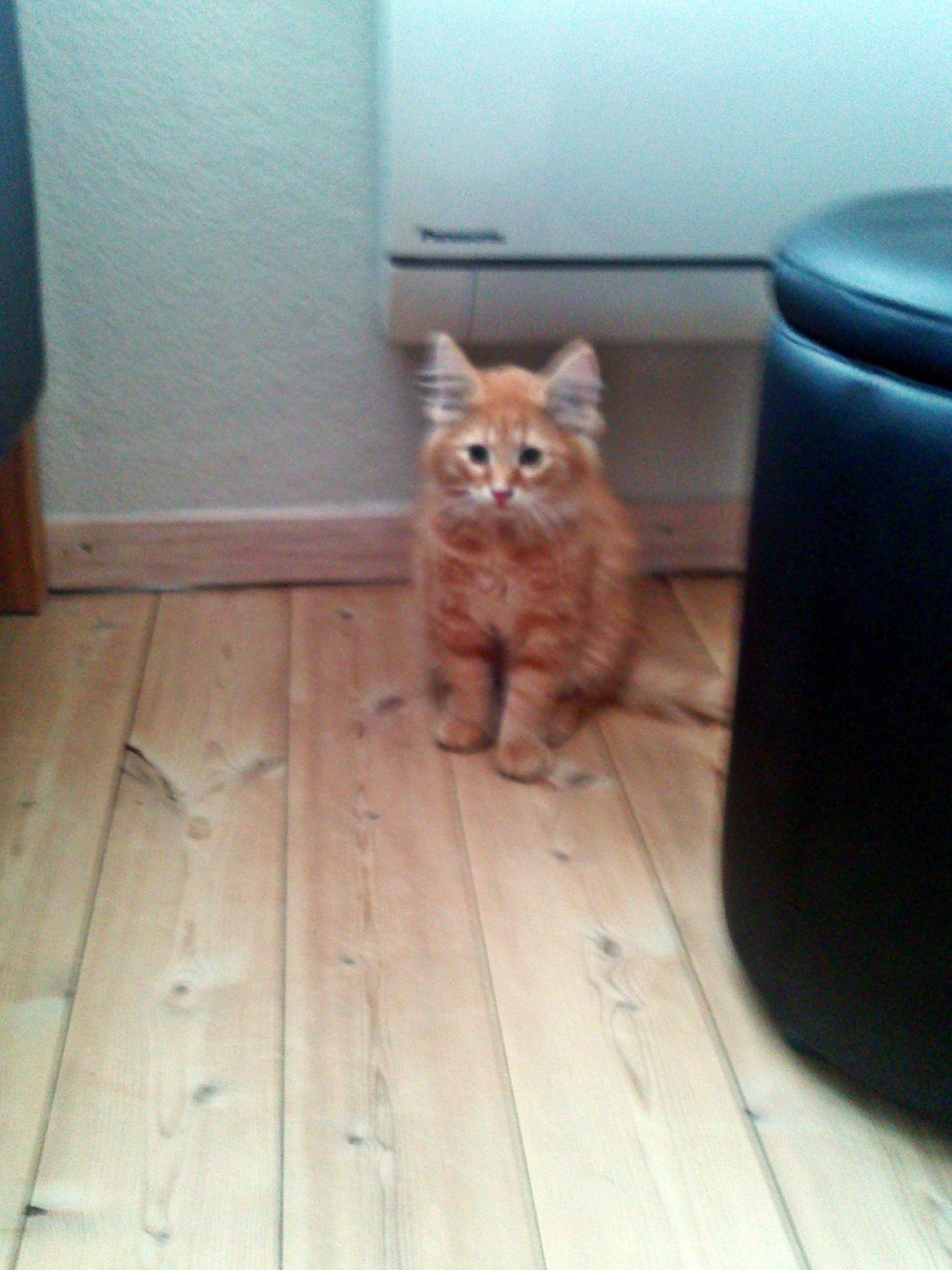 Blanding af racer Simba billede 5