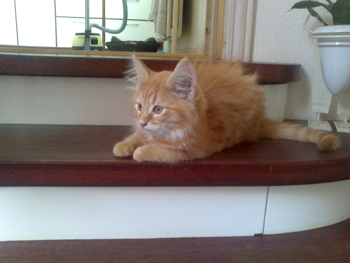 Blanding af racer Simba billede 6