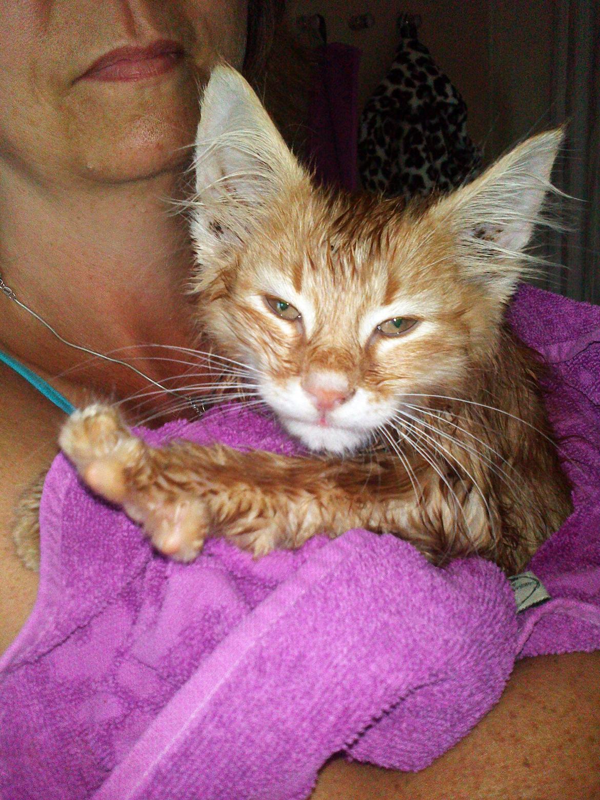 Blanding af racer Simba billede 8