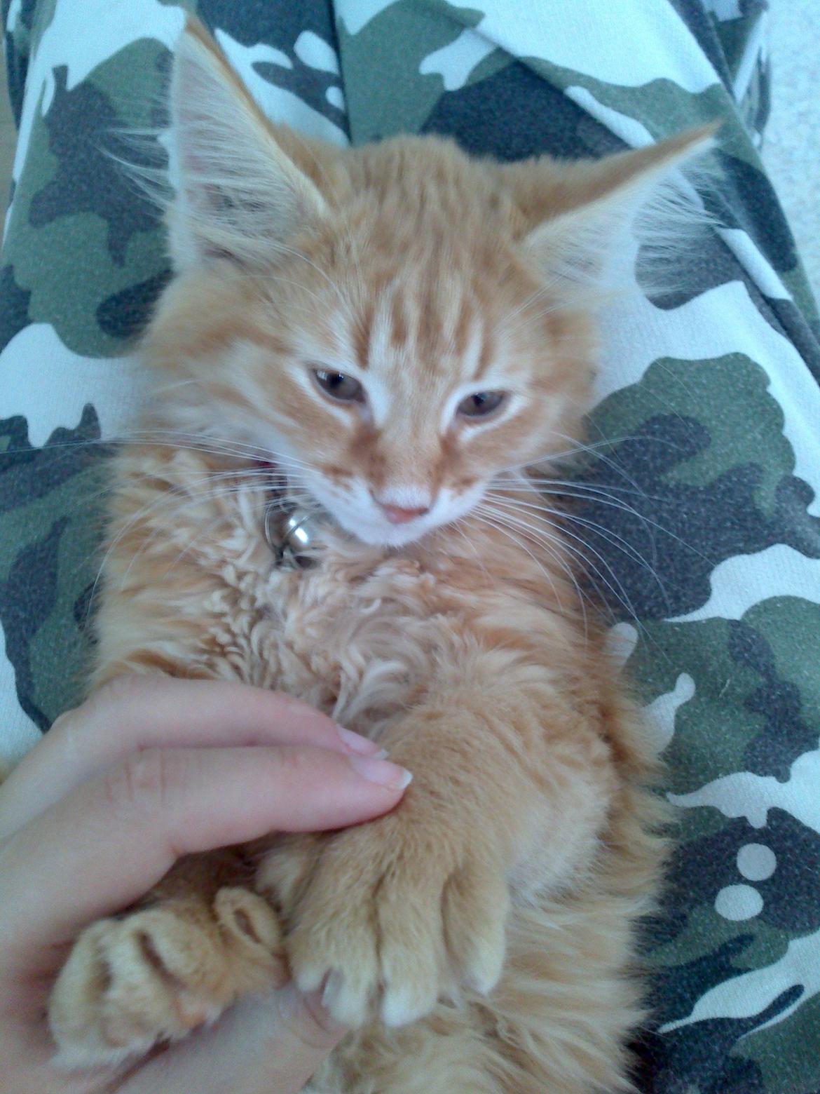 Blanding af racer Simba billede 9