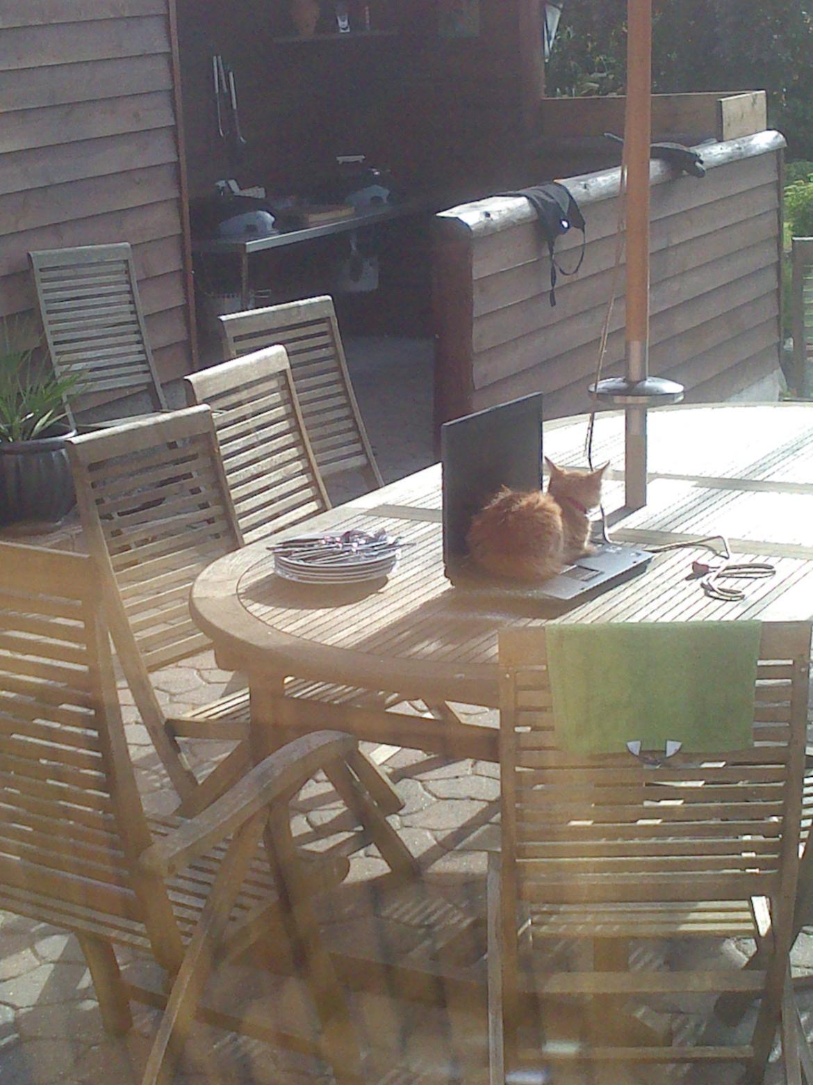 Blanding af racer Simba billede 11