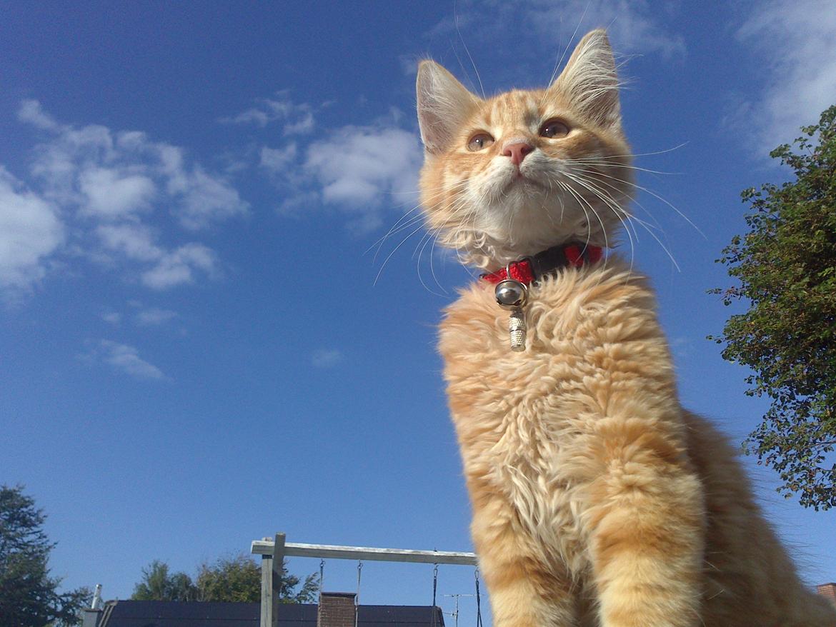 Blanding af racer Simba billede 1