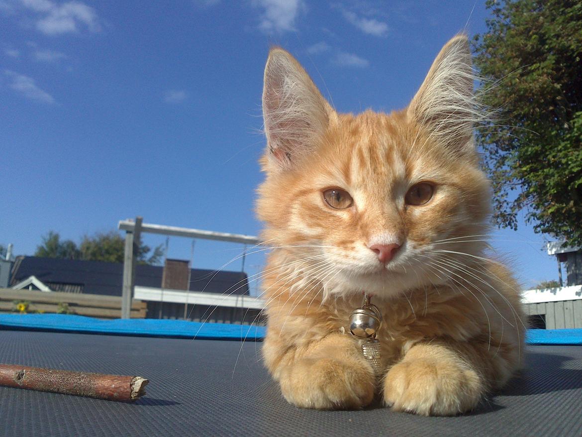 Blanding af racer Simba billede 2