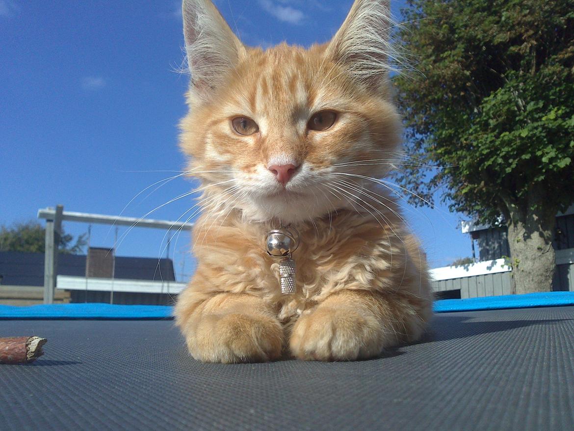 Blanding af racer Simba billede 3