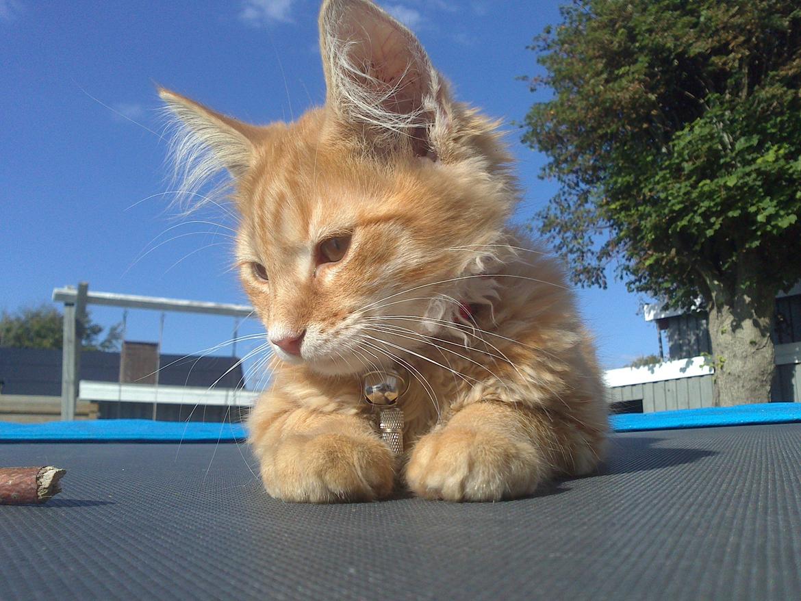 Blanding af racer Simba billede 4