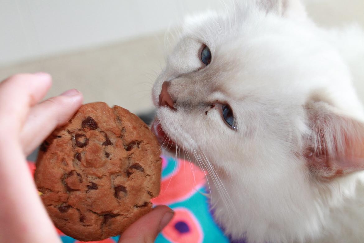 Hellig Birma Aslan billede 1