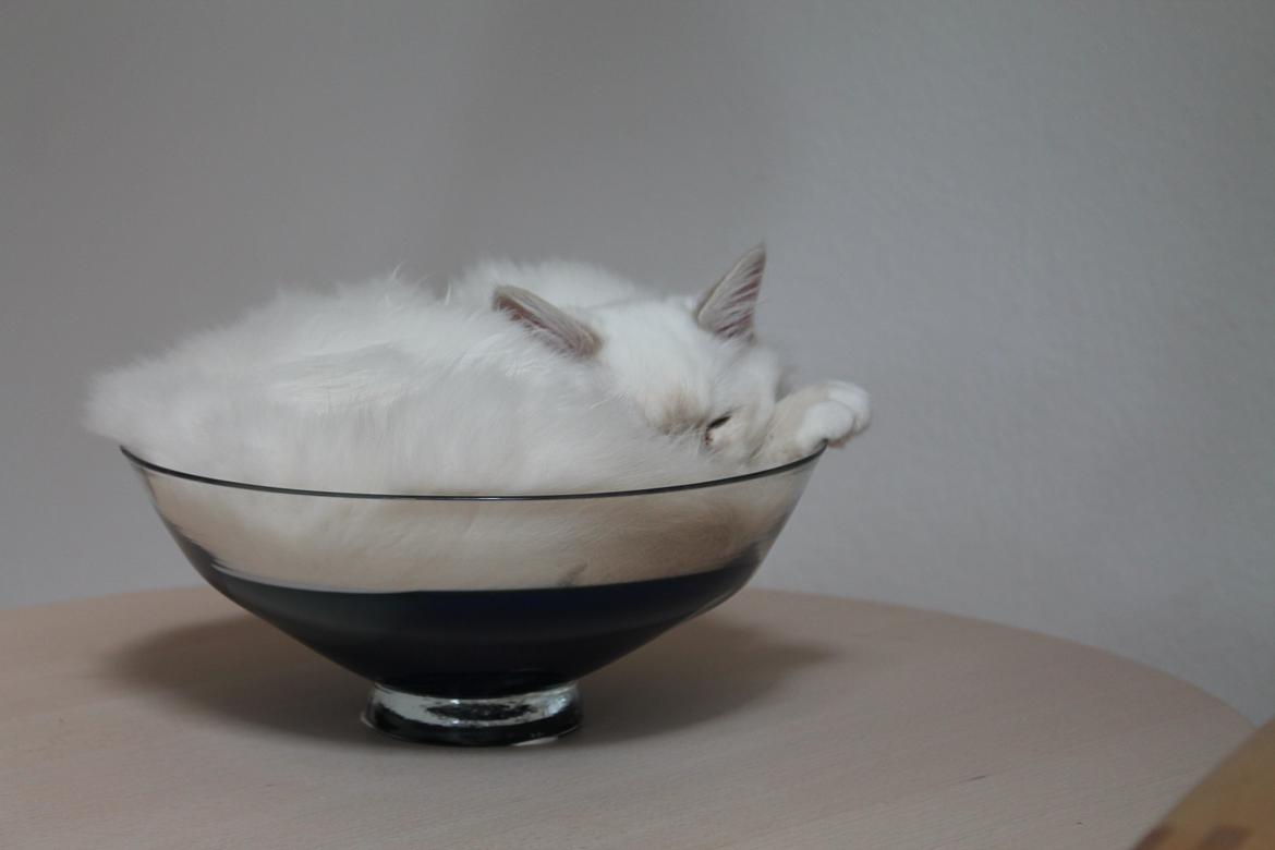 Hellig Birma Aslan billede 13