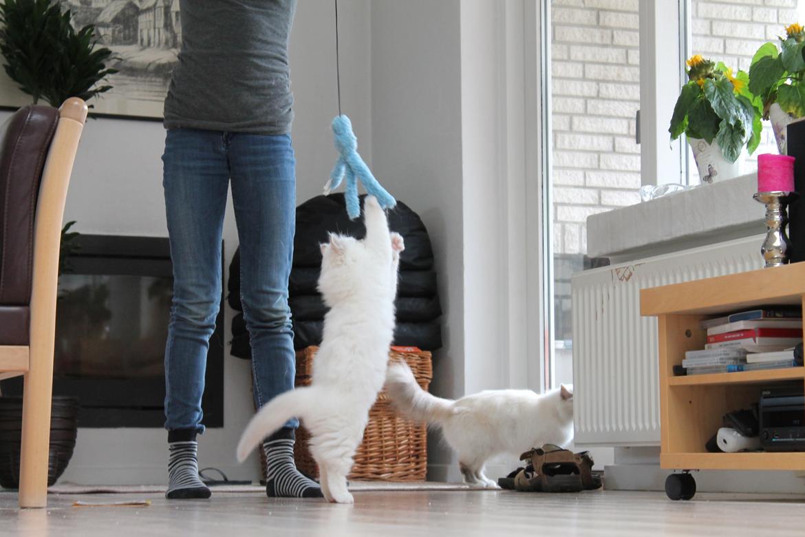 Hellig Birma Aslan billede 14