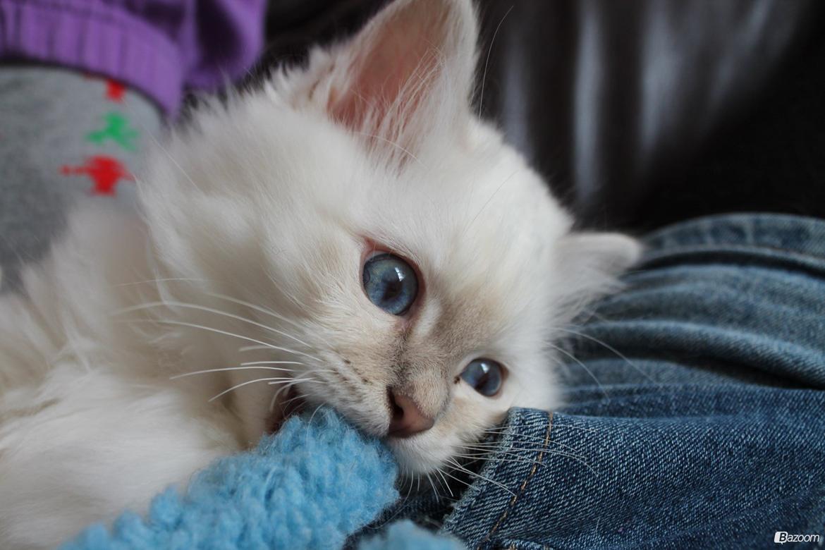 Hellig Birma Aslan billede 10