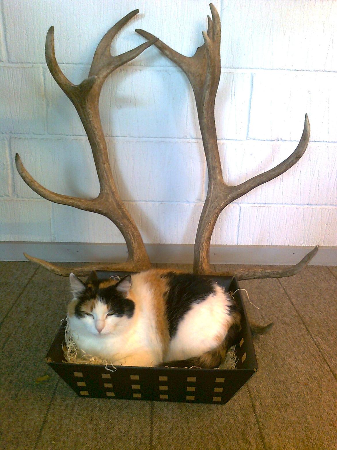 Blanding af racer Lillemis *Butte* billede 2