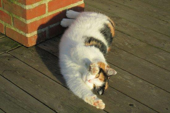 Blanding af racer Lillemis *Butte* - Velkommen til Buttes profil, smid en kommentar og bedømmesle:) billede 1