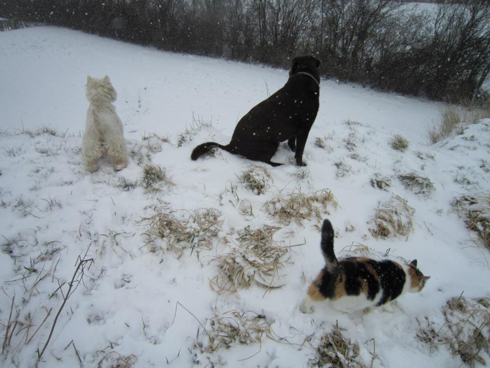 Blanding af racer Lillemis *Butte* - BUTTE!!!! dadadadaaa!!:D billede 3