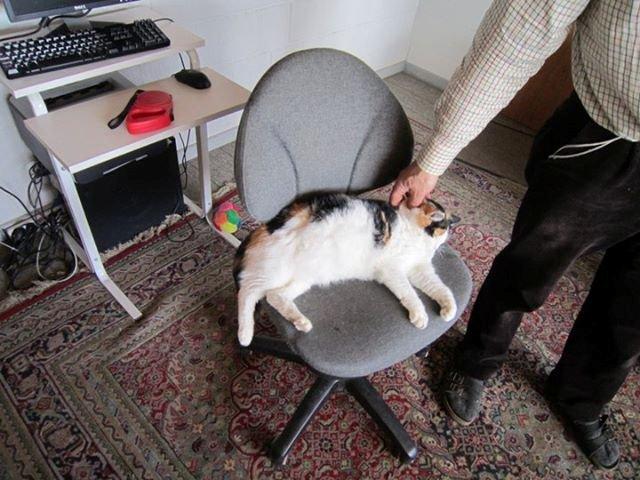 Blanding af racer Lillemis *Butte* billede 4