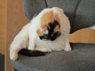 Blanding af racer Lillemis *Butte* billede 5